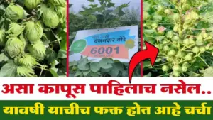 कापूस उत्पादनात क्रांती: बायोसीड ६००१ वाण शेतकऱ्यांच्या पसंतीस, उत्पादनात वाढ निश्चित